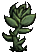 succulent_f2.gif.a23f22f3c13bc87d05da800