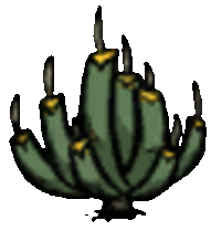 succulent_f4.gif.b25f50b7e0df8557f3a363c