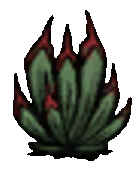 succulent_f5.gif.fa215f627994c734a7e3cca