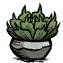 succulent_potted.png.2c1e8f13b17c5c657d8