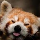 FoxyMonty
